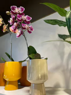 SAGI - Golondria Cerámica