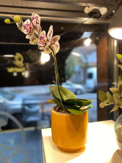 LIBRA M - tienda online