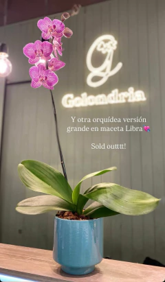 LIBRA M - comprar online