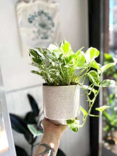 LIBRA M - comprar online