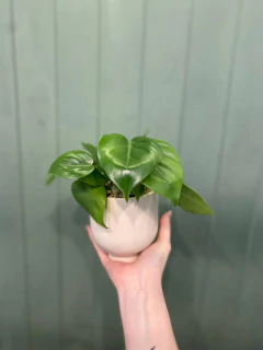 SOL - Golondria Cerámica