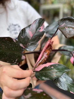 Imagen de Philodendron Pink Princess