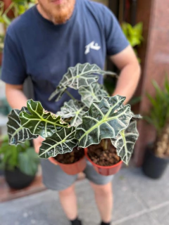 ALOCASIA AMAZONICA - comprar online