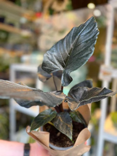 ALOCASIA ANTORO VELVET - Golondria Cerámica