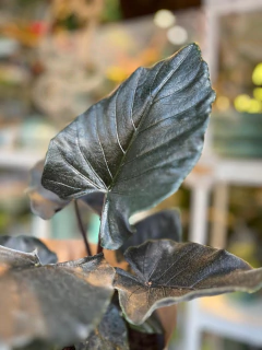 ALOCASIA ANTORO VELVET en internet