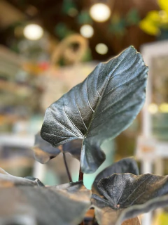 ALOCASIA ANTORO VELVET - tienda online
