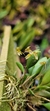 Pabstiella pristeoglossa
