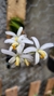 Laelia fournieri "Recém Plantada"
