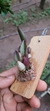 Laelia fournieri "Recém Plantada" na internet