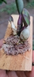 Laelia fournieri "Recém Plantada" - Orquidário Aparecida