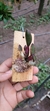 Laelia fournieri "Recém Plantada" - comprar online