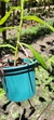 Arachnis flos-aeris - comprar online
