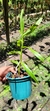 Arachnis flos-aeris - loja online