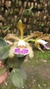Cattleya schilleriana coerulea (Touceira)