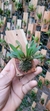 Dryadella aviceps (G) - comprar online