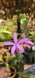 Laelia Pabstii no vaso