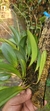 Pabstiella hians (Mega touceira) Lacre 37561 - loja online