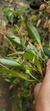 Pabstiella hians (Mega touceira) Lacre 37561