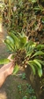 Pabstiella hians (Mega touceira) Lacre 37561 - comprar online