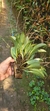 Pabstiella hians (Mega touceira) Lacre 37561 - Orquidário Aparecida