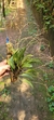 Pabstiella hians (Mega touceira) Lacre 37561 - loja online