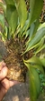 Imagem do Pabstiella hians (Mega touceira) Lacre 37561
