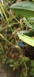 Pabstiella hians (Mega touceira) Lacre 37561