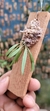 Chytroglossa marileoniae - comprar online