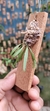 Chytroglossa marileoniae - loja online