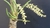 Bulbophyllum epiphytum