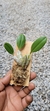 Dendrobium agregatum (P) - comprar online