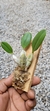 Dendrobium agregatum (P)