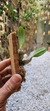 Dendrobium agregatum (P) na internet