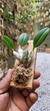 Dendrobium agregatum (P) - loja online