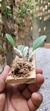 Dendrobium agregatum (P) - Orquidário Aparecida