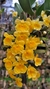 Dendrobium agregatum (P)