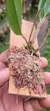 Imagem do Zootropion atropurpureum