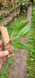 Zootropion atropurpureum - comprar online