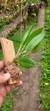 Zootropion atropurpureum - comprar online