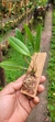 Zootropion atropurpureum - loja online