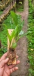 Pholidota chinensis - comprar online
