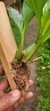 Pholidota chinensis na internet
