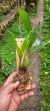 Pholidota chinensis