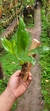 Imagem do Pholidota chinensis