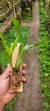 Pholidota chinensis - Orquidário Aparecida
