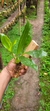 Pholidota chinensis - comprar online