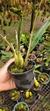 Imagem do Laelia Pabstii no vaso
