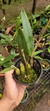 Laelia Pabstii no vaso - comprar online