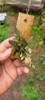 Specklinia grobyi (Vegetal bem pequeno) - comprar online