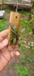 Specklinia grobyi (Vegetal bem pequeno) - Orquidário Aparecida